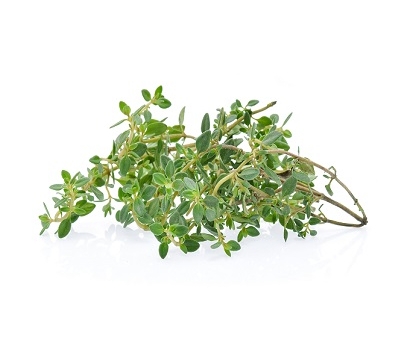 有機新鮮檸檬百里香 (100公克)