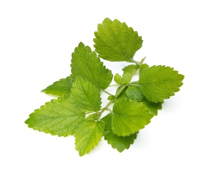 有機新鮮檸檬香蜂草 (100公克)