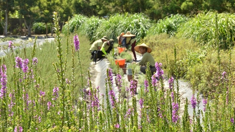 發掘吉安鄉農業亮點，黃馨推廣地方特色畜產